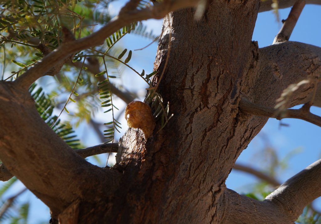 La gomme arabique : la gomme issue de l'acacia